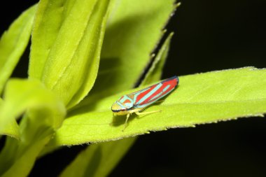 Redbanded Leafhopper clipart