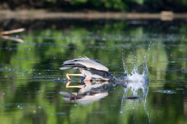 Great Blue Heron Fishing clipart