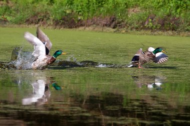 Two Mallards Taking Flight clipart