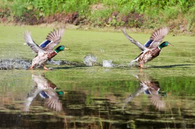 Two Mallards Taking Flight clipart