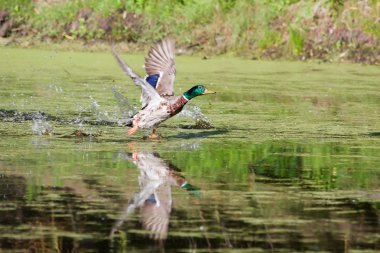 Mallard taking off clipart