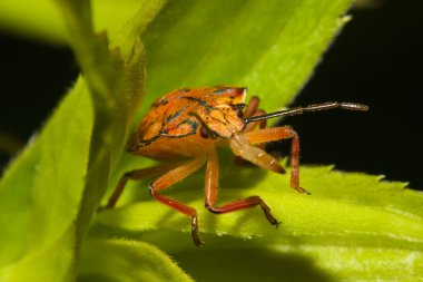 Shield bugs, also known as stink bugs. clipart