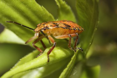 Shield bugs, also known as stink bugs. clipart