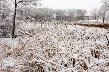 Cat-Tails in the Winter clipart