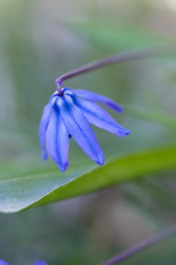 Brodiaea (Brodiaea coronaria hasat)