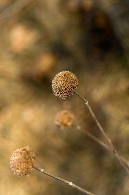 Vahşi Bergamot (Monarda fistulosa)