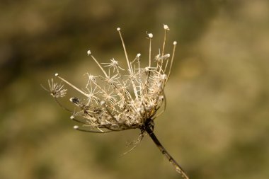 ölü thistle