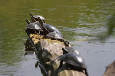 Kaplumbağa sunning boyalı