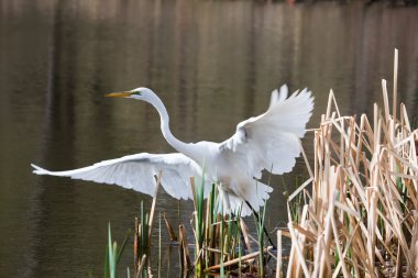 Great Egret Taking Off clipart