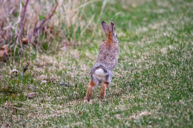 Jack Rabbit clipart