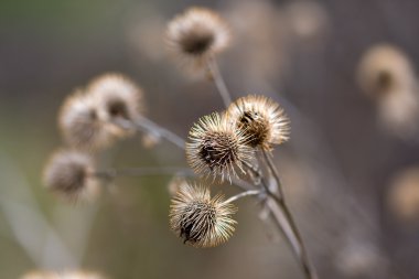 Thistle in the Winter clipart