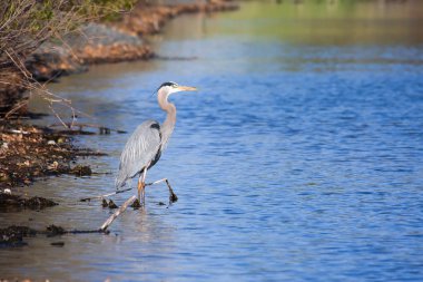 Great Blue Heron Fishing clipart