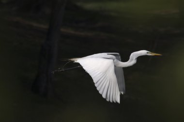 Great White Egret in Flight clipart