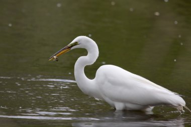 Great White Egret Catching fish clipart