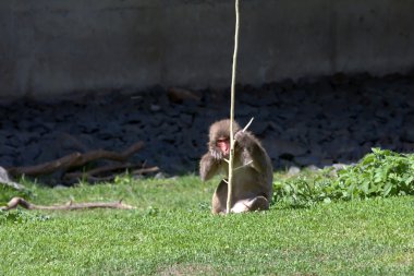 Japanese Macaque holding a branch