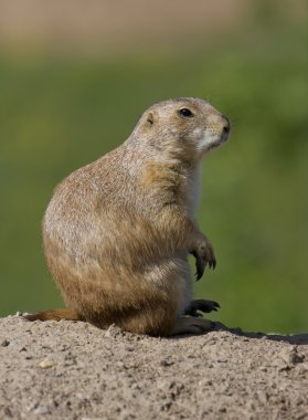 Prairie Dog clipart