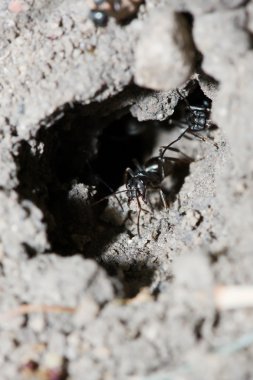 Siyah karınca ev Temizleme