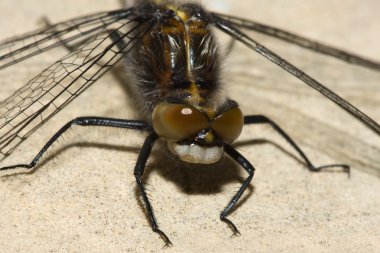 Common Darter Dragonfly