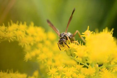 Wasp on a Flower clipart