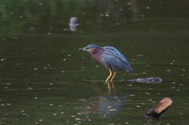 yeşil arka heron balıkçılık