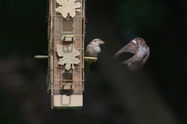 House wrens at the bird feeder clipart