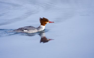 Büyük ibikli grebe (Podiceps kristali )