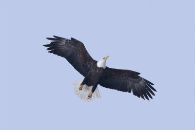 Bald Eagle in Flight clipart