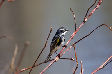 Yellow-rumped Warbler clipart