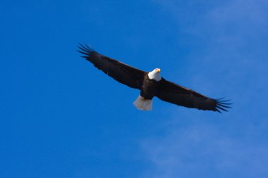 American Bald Eagle in Flight clipart