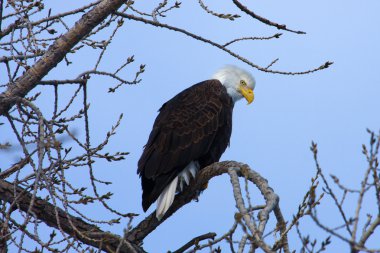 Amerikan kel kartal