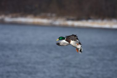 Mallard Landing on Water clipart