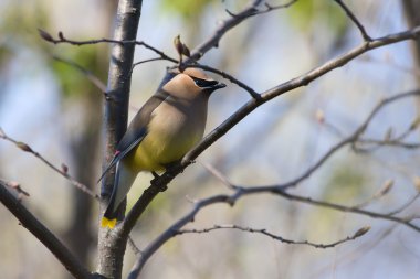 Cedar Waxwing clipart