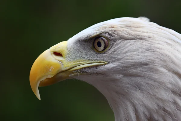 American Bald Eagle Primer plano — Foto de Stock