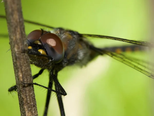 Primer plano de una libélula darter común —  Fotos de Stock