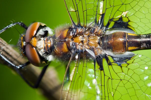 Dragonfly Darter comune — Foto Stock
