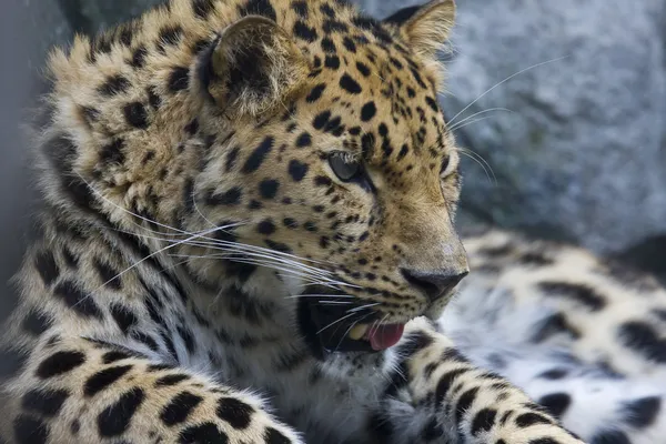 Amur Leopardo —  Fotos de Stock