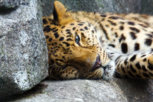 Amur Leopardo descansando sobre rocha — Fotografia de Stock