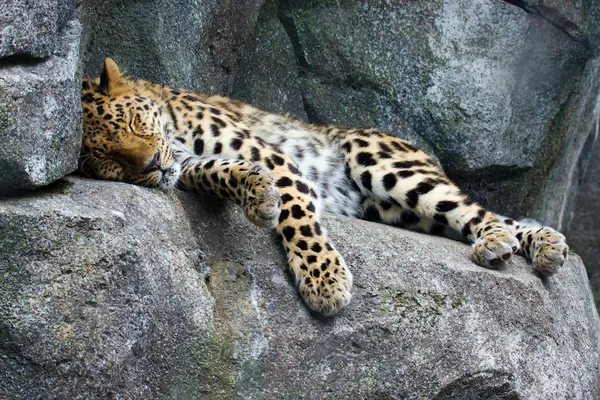 Amur Leopardo descansando — Fotografia de Stock