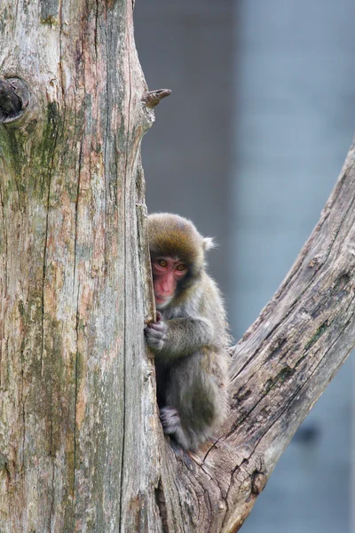 Macaco (Neve) Scimmia — Foto Stock