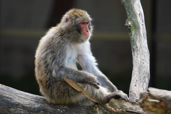 (Sneeuw) makaak Monkey's — Stockfoto