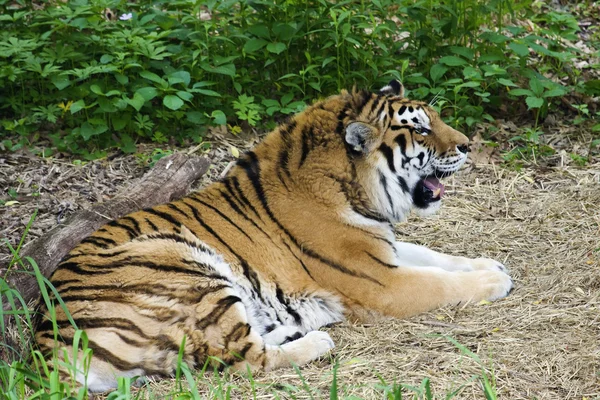 Tigre de Bengala descansando —  Fotos de Stock