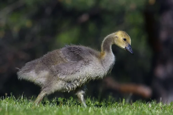 Canadese Goose gosling — Foto Stock