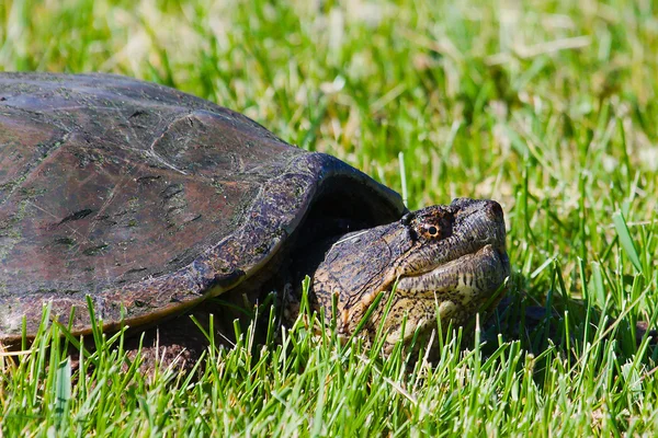 Common Snapping Turtles — Stock Photo, Image