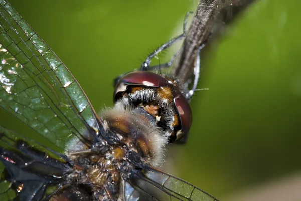 Gemensamma ängstrollslända dragonfly — Stockfoto