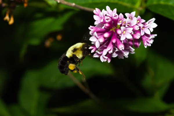 Golden Northern Bumblebee — Stock Photo, Image