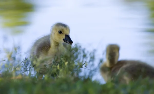 Portret małej gosling — Zdjęcie stockowe
