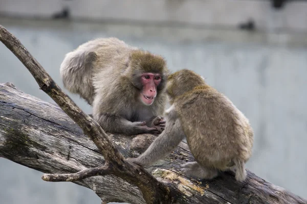 Monyet Macaque (Salju) — Stok Foto