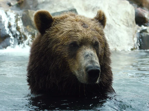 Portrét medvěda hnědého — Stock fotografie