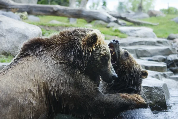 Grizzly (Brown) Luta de Urso — Fotografia de Stock