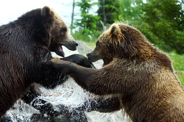 (布朗) 灰熊战斗 — 图库照片
